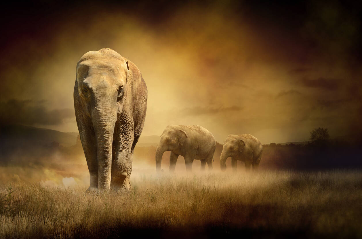 UP: In a first, Elephant Memorial built in memory of elephants that
