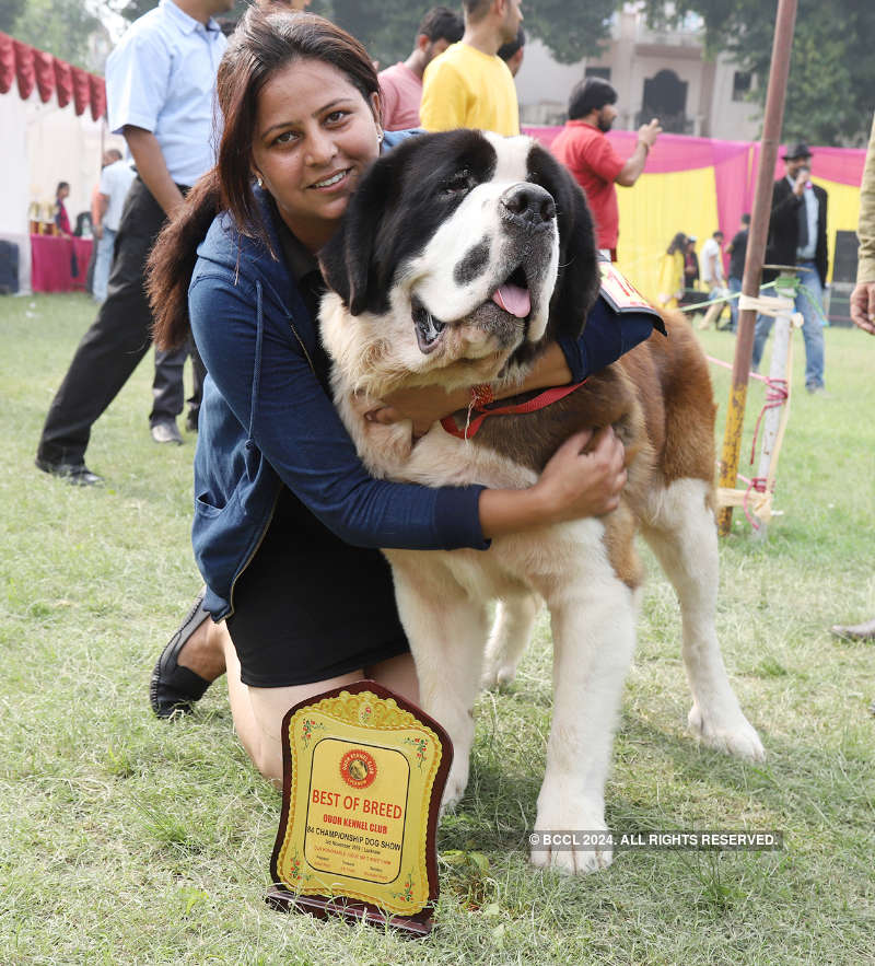 A dog’s day all the way in Lucknow