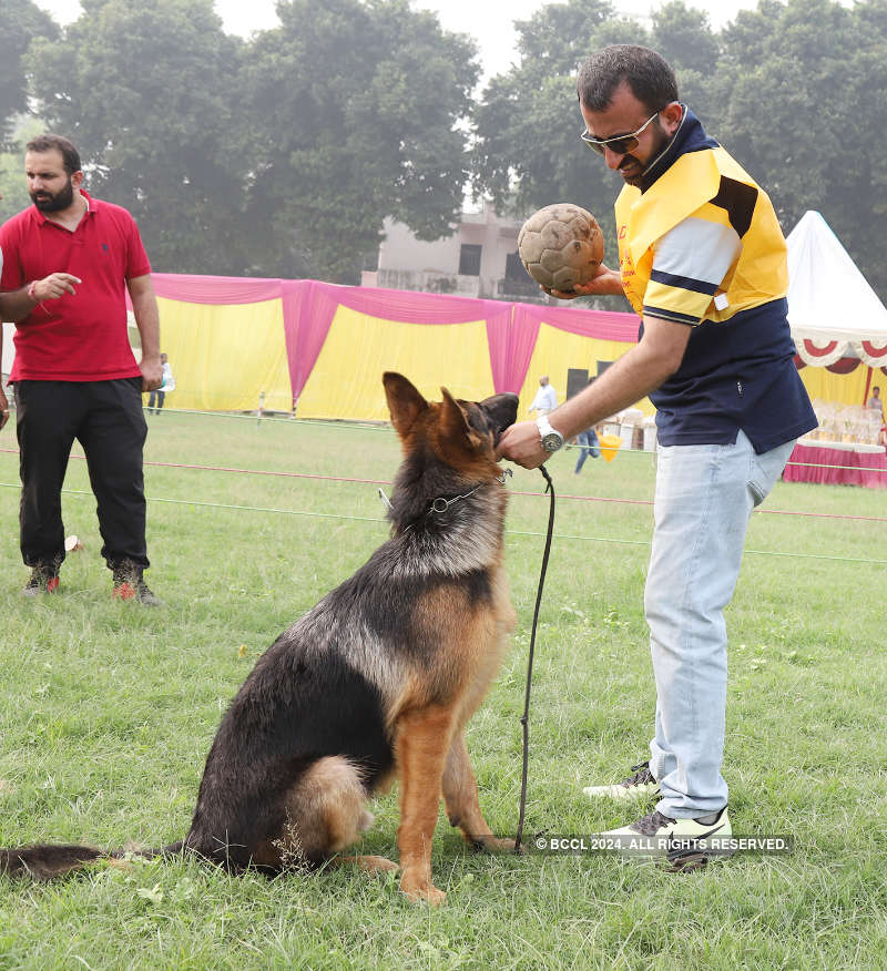 A dog’s day all the way in Lucknow