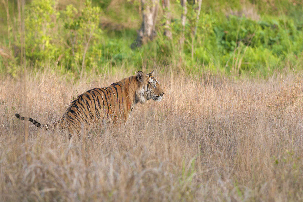 Kanha Tiger Reserve: a perfect winter destination, Madhya Pradesh ...