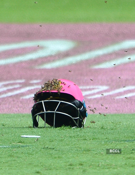 Unbelievable pictures of cricket matches interrupted by animals, birds and insects