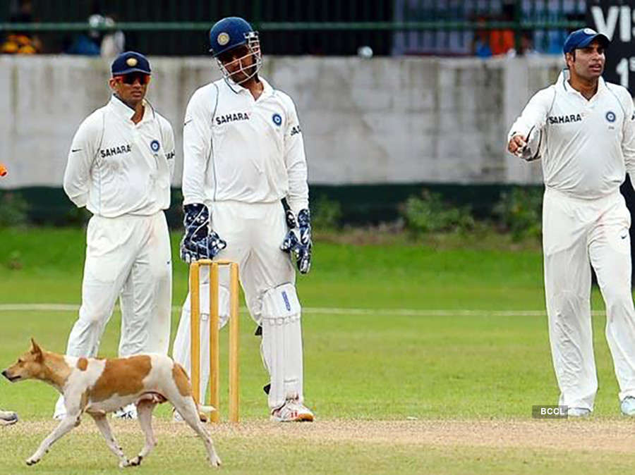 Hilarious and shocking pictures of cricket matches interrupted by animals, birds and insects