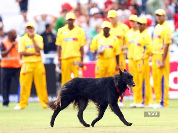 Unbelievable pictures of cricket matches interrupted by animals, birds and insects 