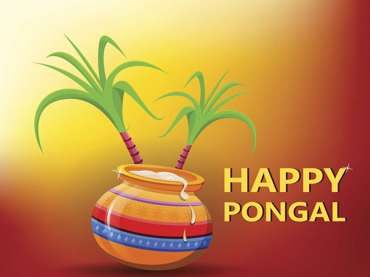 Happy Pongal 2022: Wishes, Messages, Quotes, Images, Facebook & Whatsapp  status - Times of India