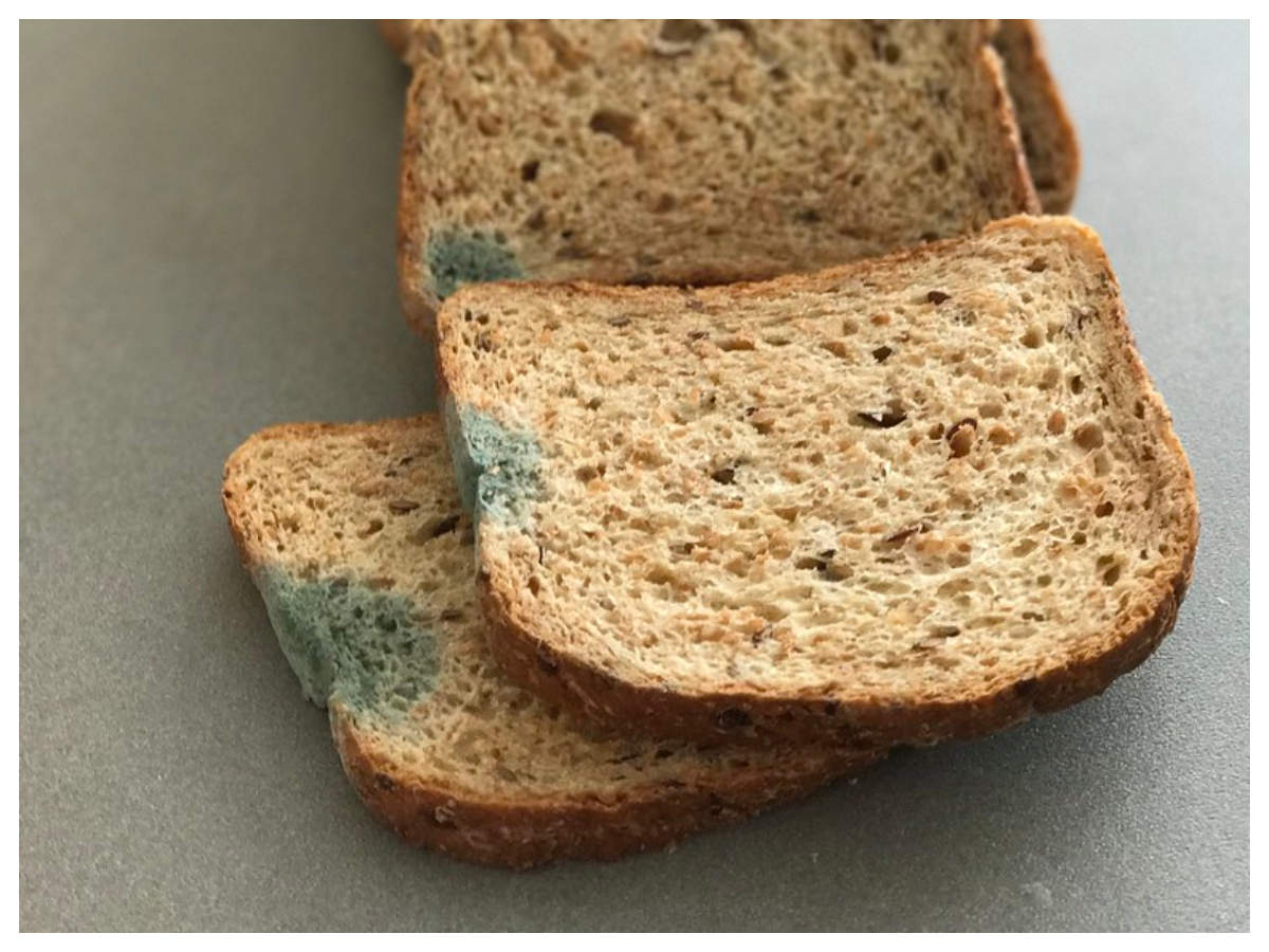 What happens when you eat moldy bread