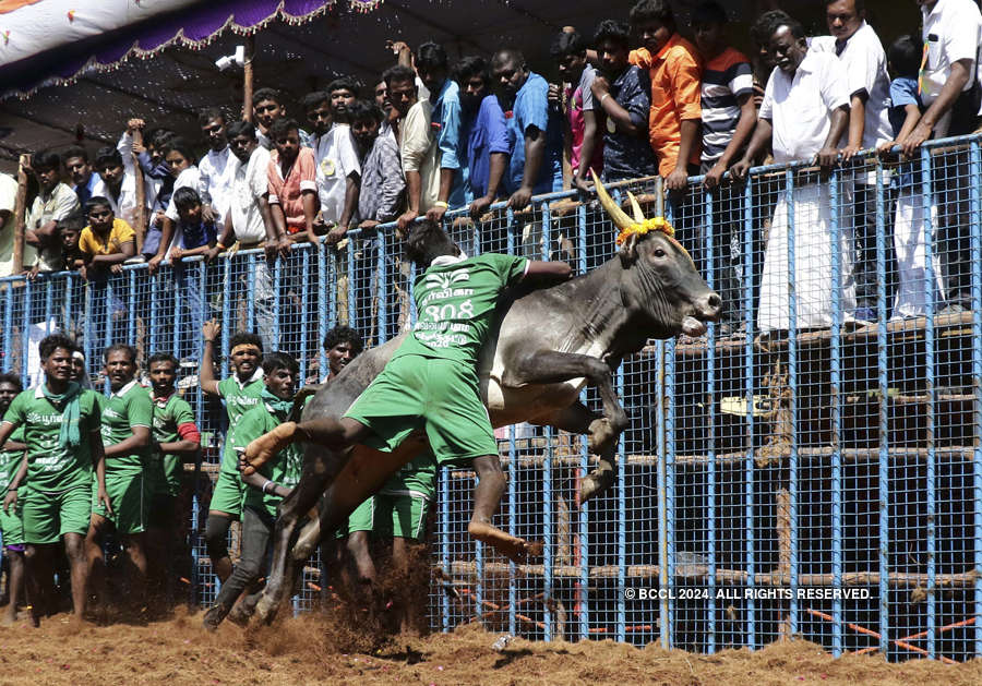 Best pictures from traditional bull-taming sport Jallikattu