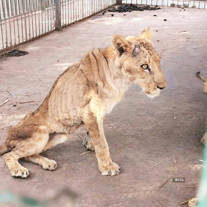 Pictures of malnourished African lions at Sudan Park go viral