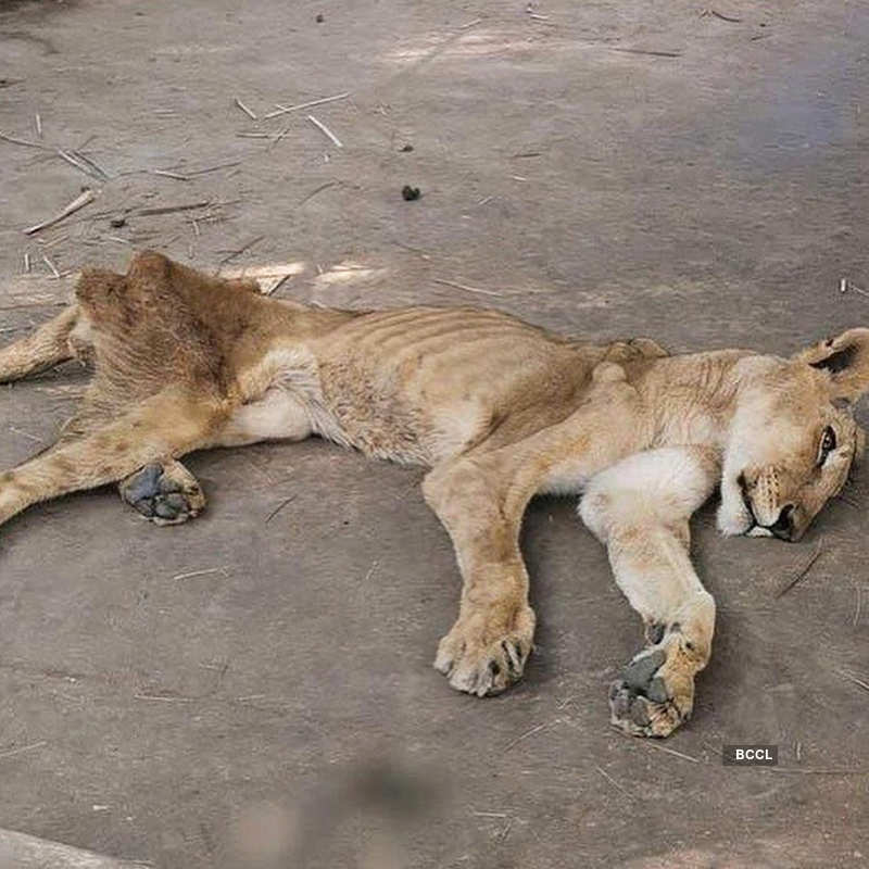 Pictures of malnourished African lions at Sudan Park go viral