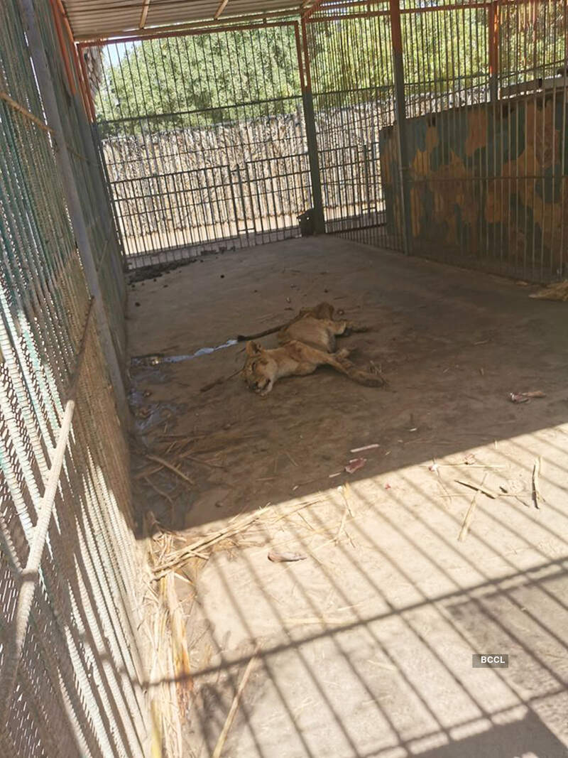 African lions pictures