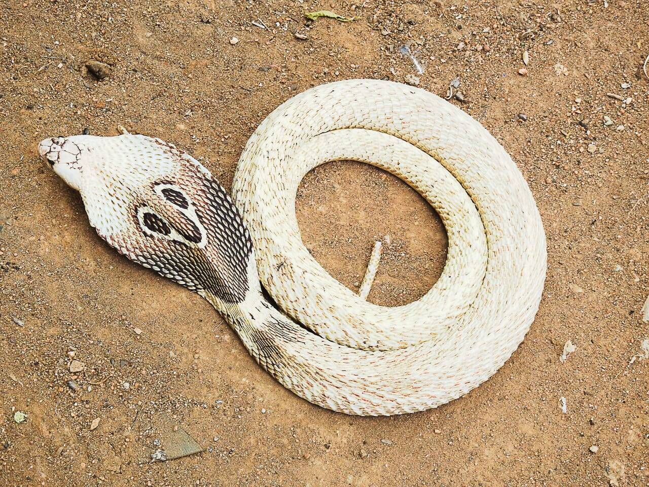 Snake White King Cobra