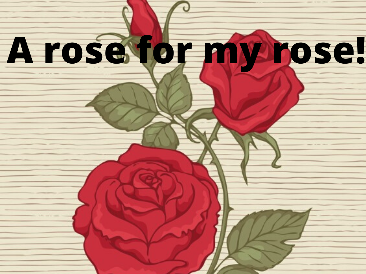 Happy Rose Day Wishes Messages Quotes Images Facebook Whatsapp Statuses Times Of India