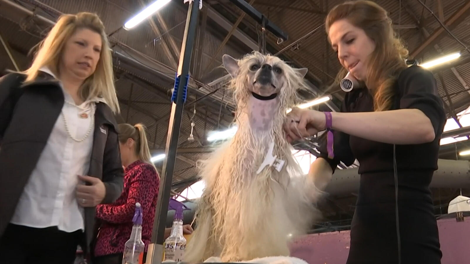 Watch Dogs, handlers vie for 'best in show'