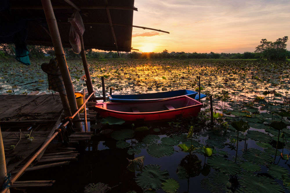 Exploring Pink Water Lilies Lake In Thailand Beautiful Beyond Words