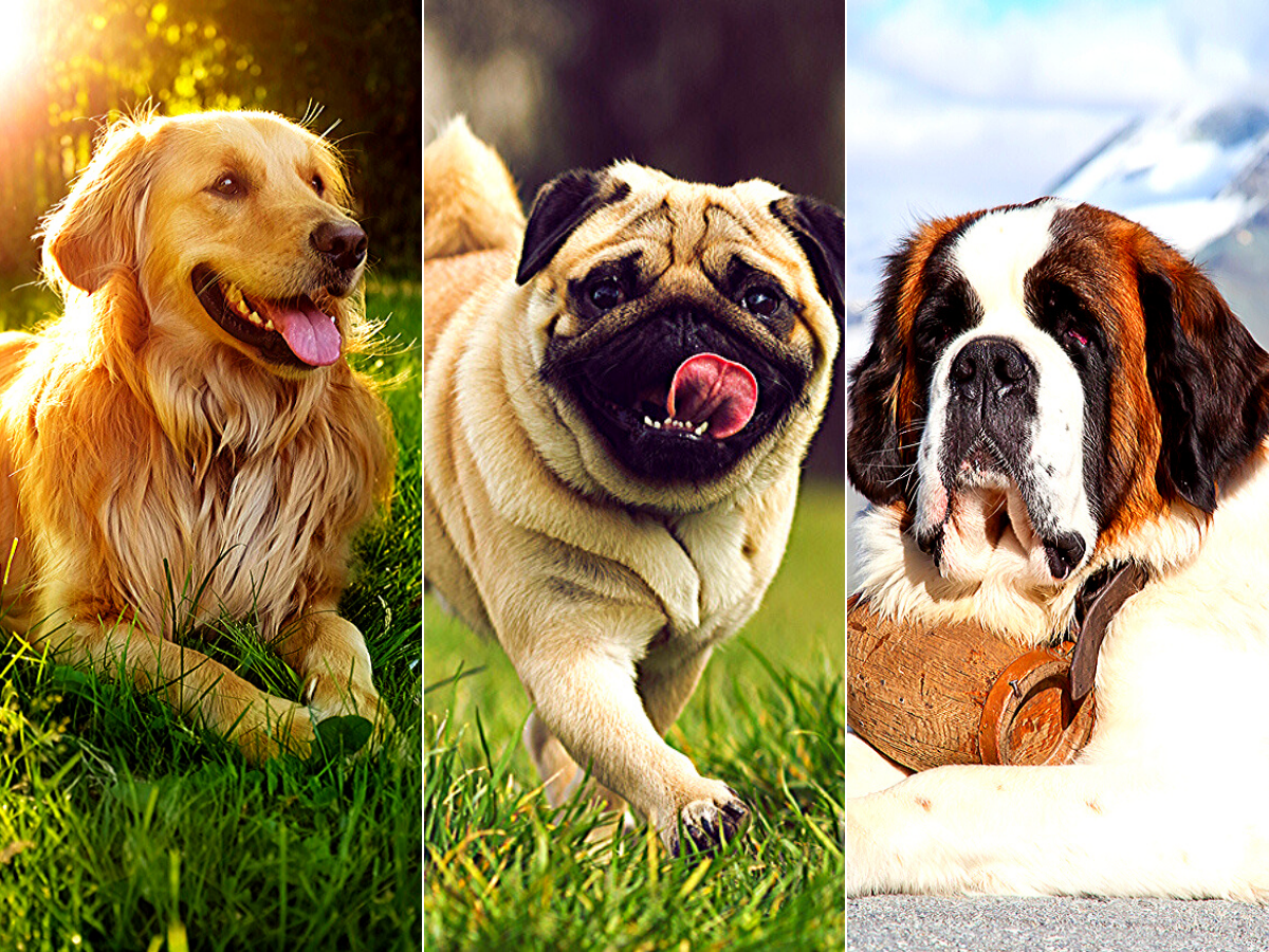 From Pug to Golden Retriever, 5 popular dog breeds and the story of their origin