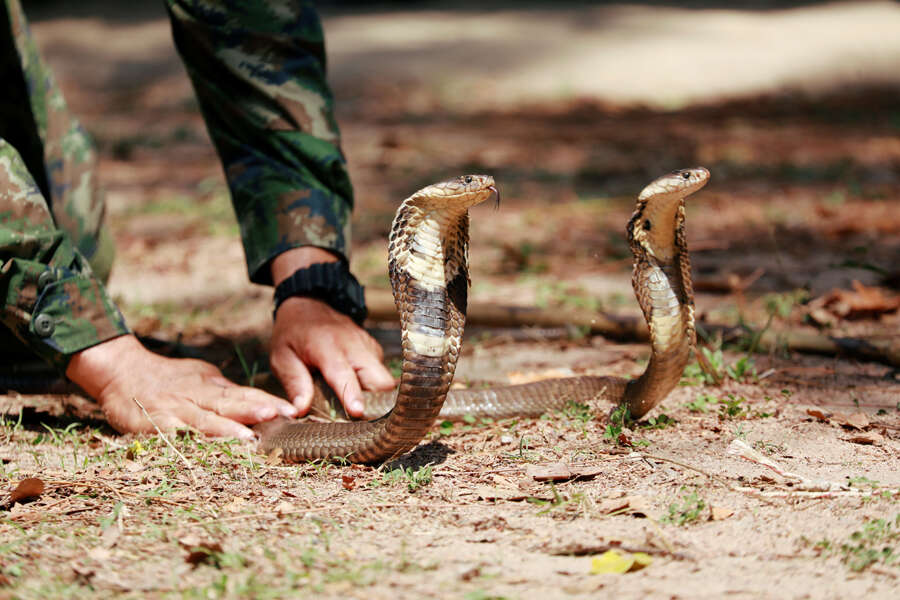 Thailand: Stunning pictures from Cobra Gold multilateral military exercise 