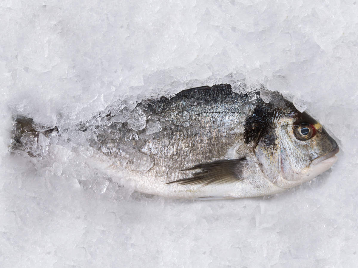 How Long Is Frozen Fish Good For
