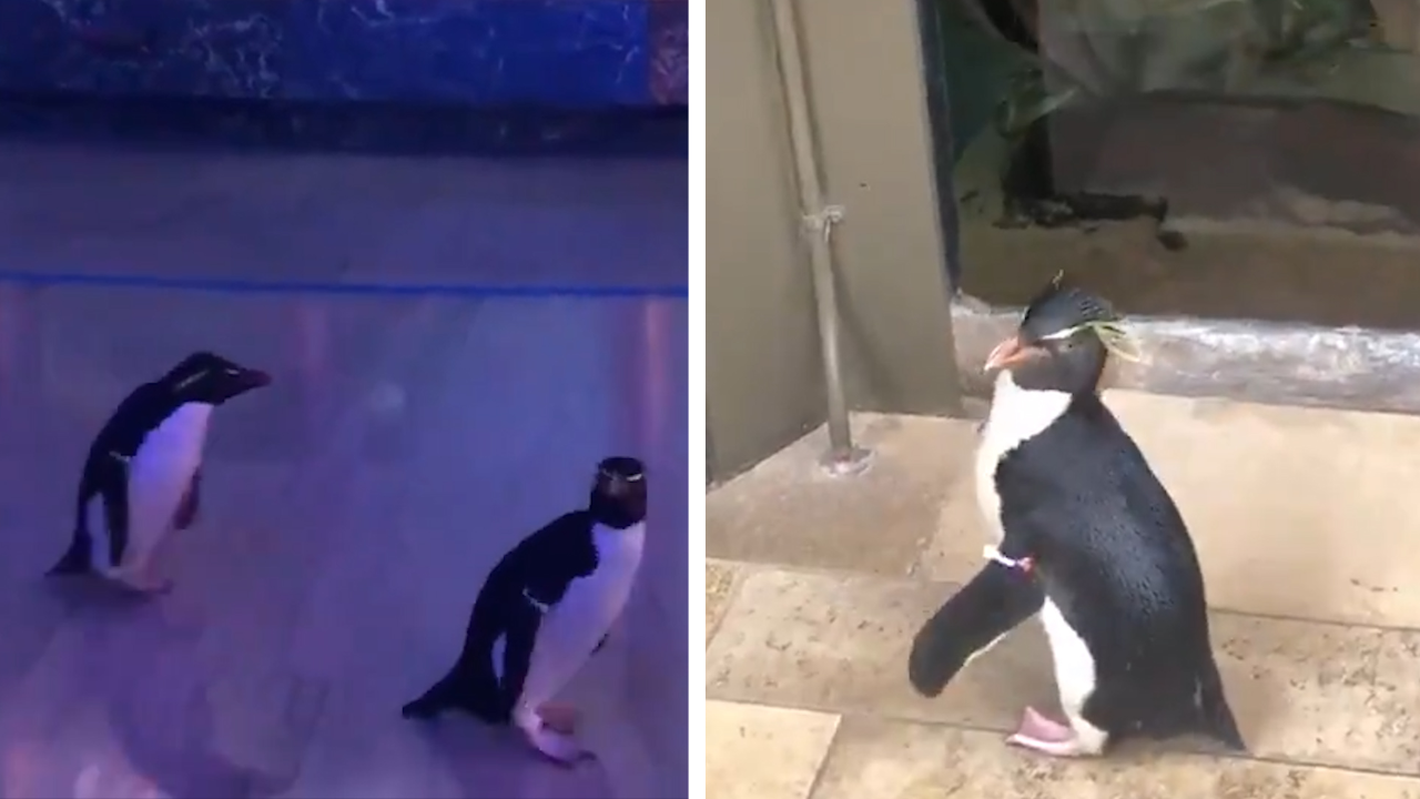 COVID19 lockdown Penguins go on a field trip at Chicago’s Shedd Aquarium