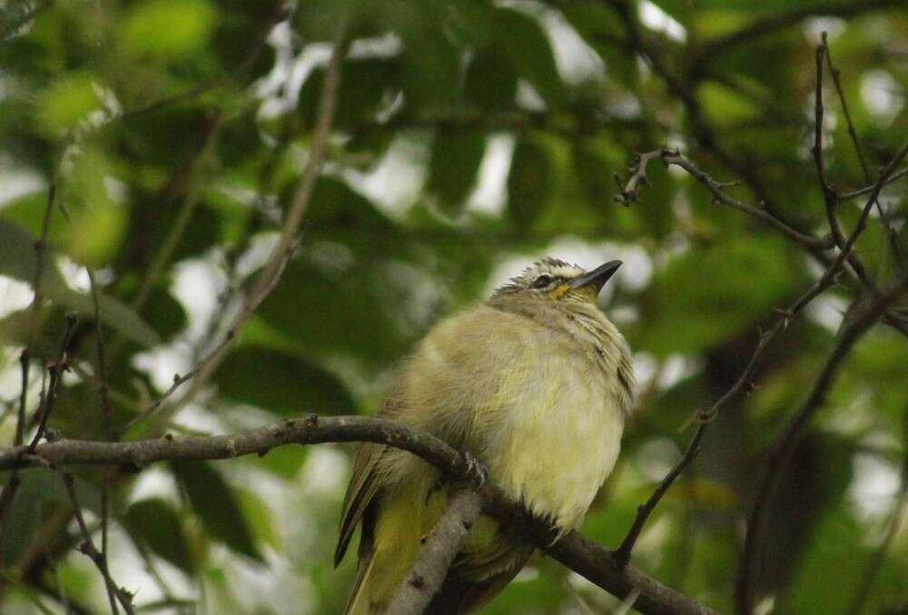 Rare Himalayan bird shows up in Bhondsi Nature Park near Delhi Rare Himalayan bird shows up in Bhondsi Nature Park near Delhi