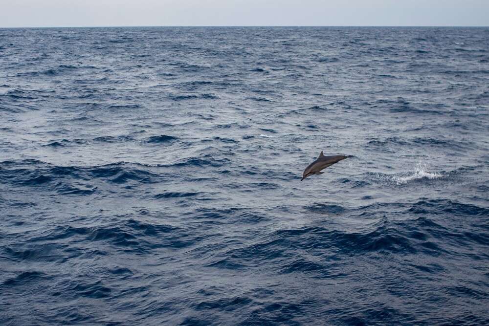 Videos of dolphin playing in Mumbai sea amid COVID 19 lockdown are going viral Videos of dolphin playing in Mumbai sea amid COVID 19 lockdown are going viral