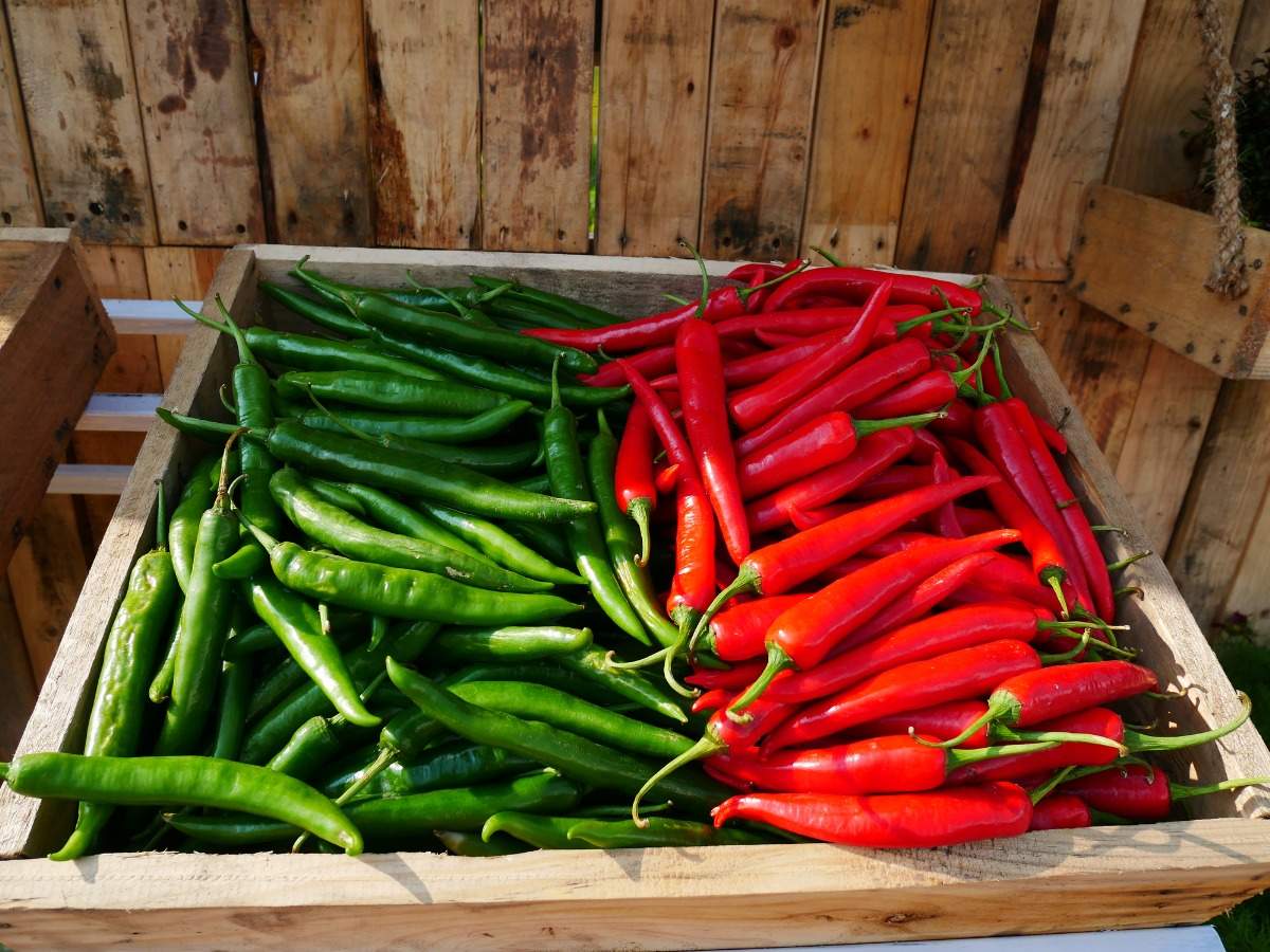 Red And Green Chilli