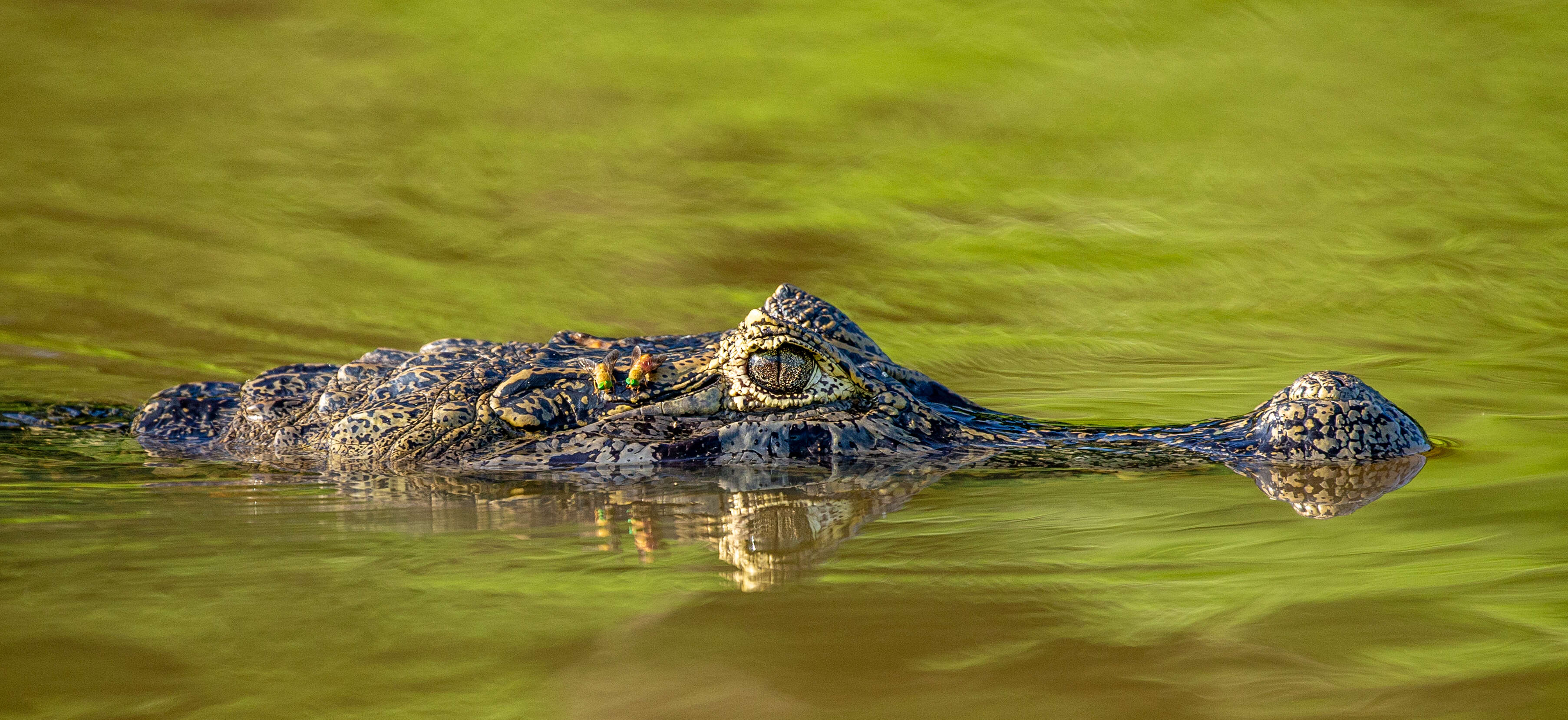 Enjoy virtual tours of Australian Reptile Park while in self-isolation Enjoy virtual tours of Australian Reptile Park while in self-isolation