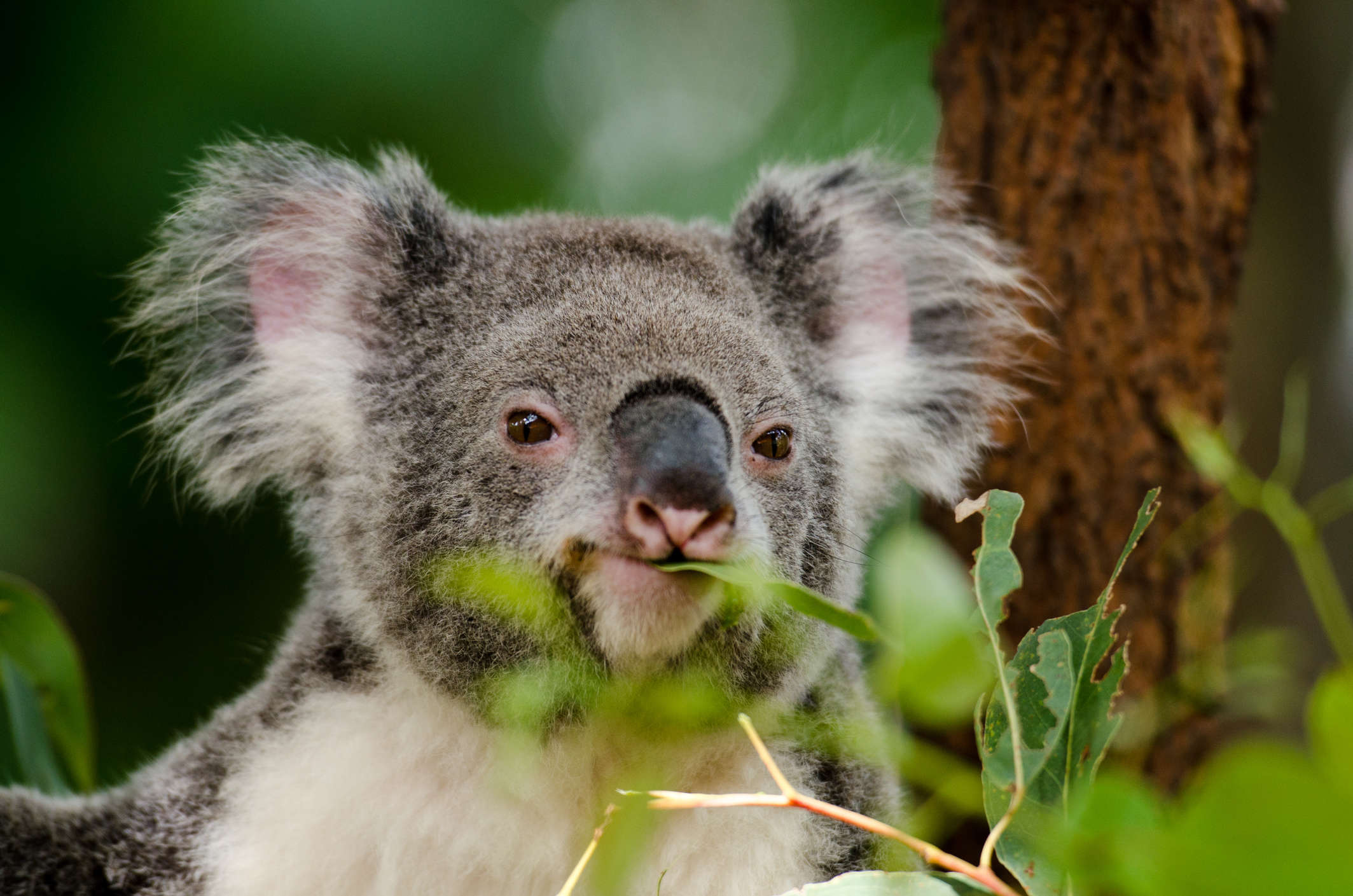 Enjoy virtual tours of Australian Reptile Park while in self-isolation ...