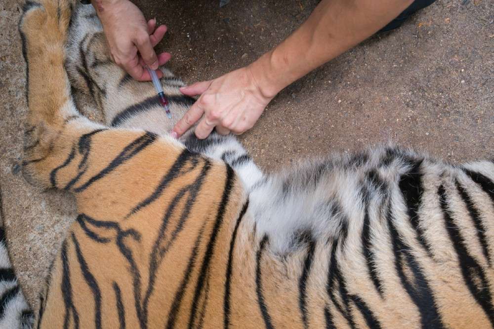 Tiger at NYC zoo tests positive for coronavirus