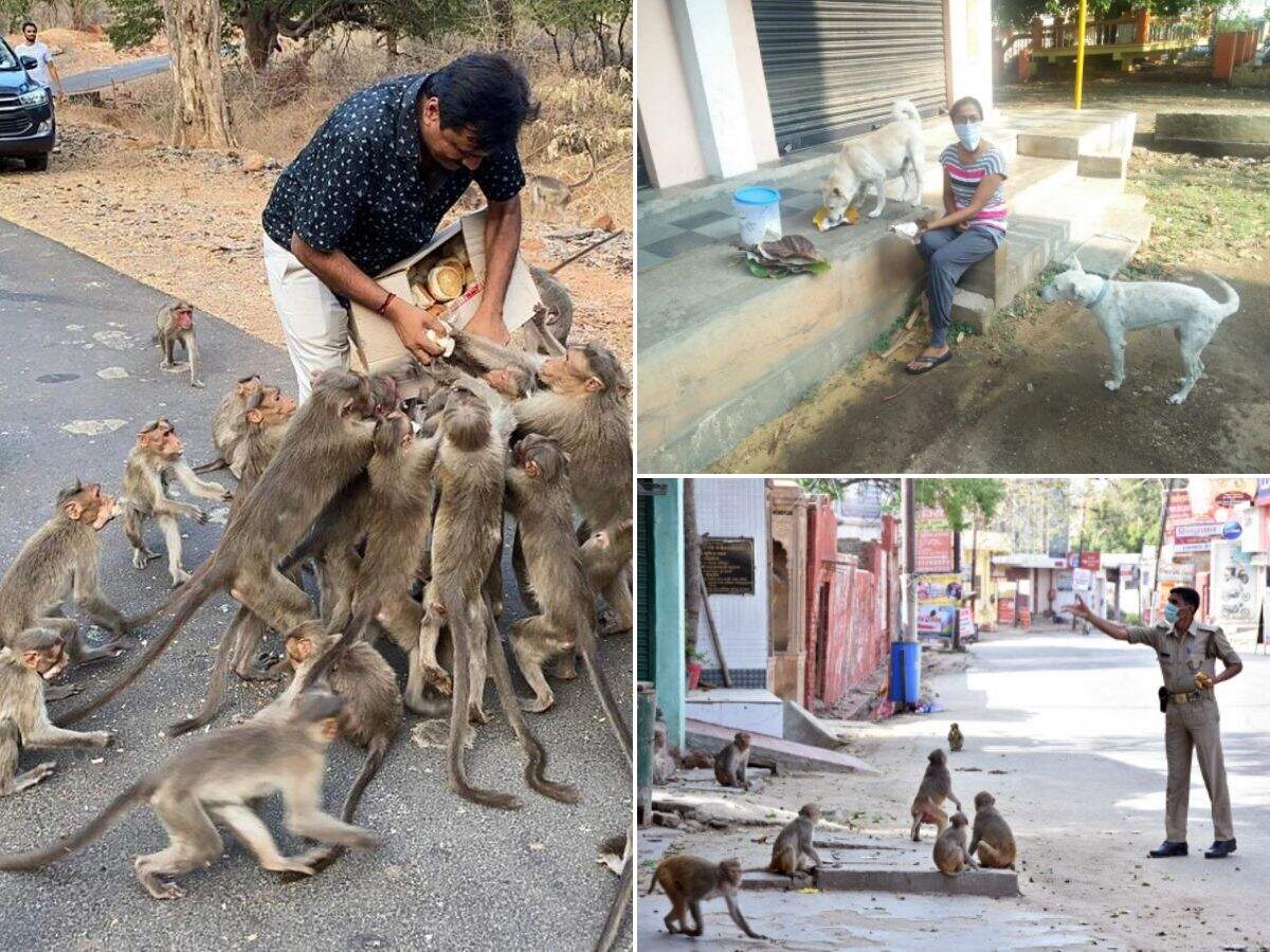 Citizens take responsibility to feed animals amid coronavirus lockdown
