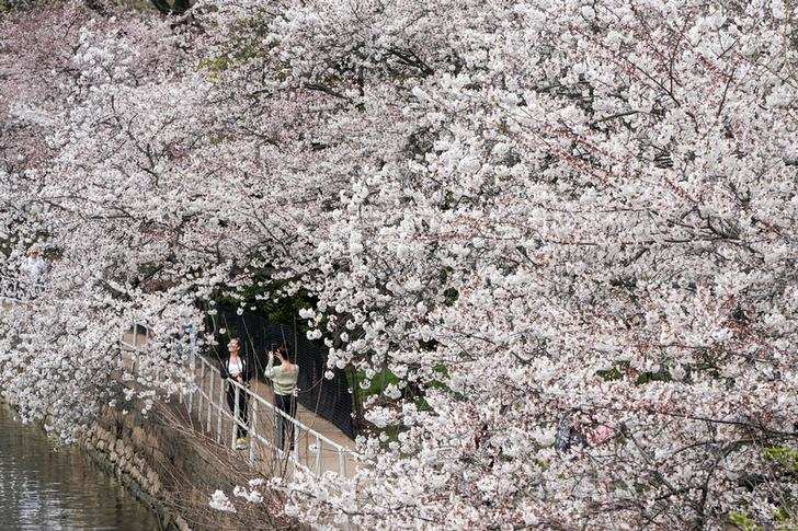 Spring: Stunning pictures of cherry blossoms blooming around the world