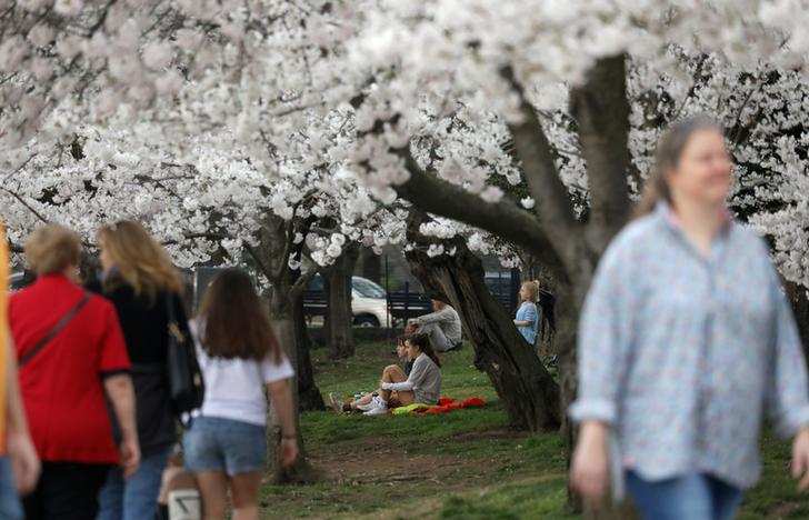 Spring: Stunning pictures of cherry blossoms blooming around the world