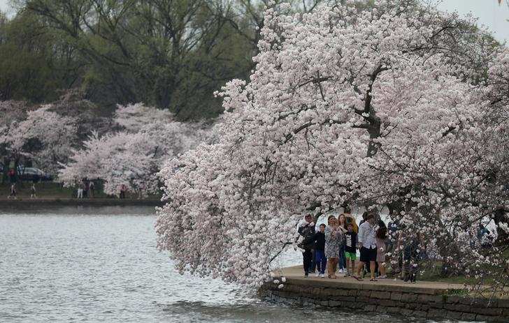 Spring: Stunning pictures of cherry blossoms blooming around the world