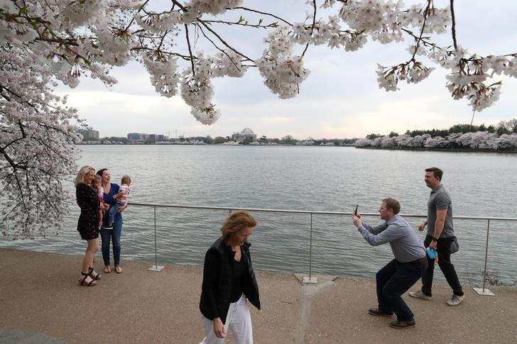 Spring: Stunning pictures of cherry blossoms blooming around the world