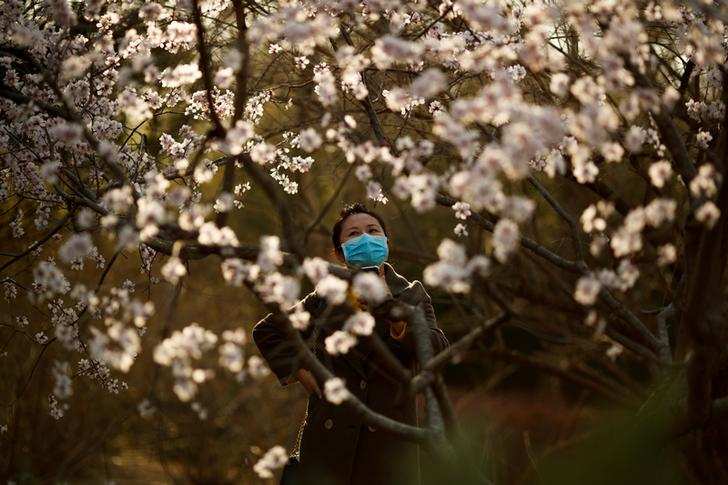 Spring: Stunning pictures of cherry blossoms blooming around the world