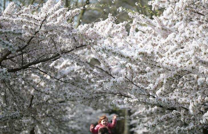 Spring: Stunning pictures of cherry blossoms blooming around the world