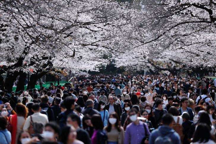 Spring: Stunning pictures of cherry blossoms blooming around the world