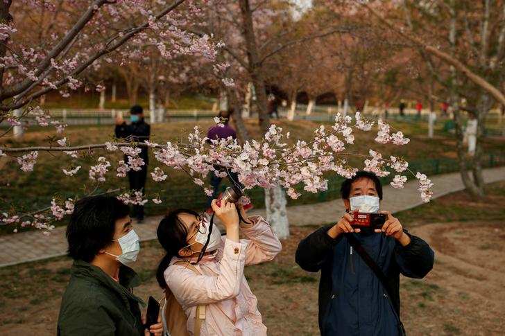 Spring: Stunning pictures of cherry blossoms blooming around the world