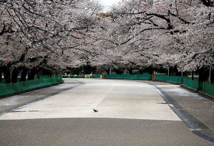 Spring: Stunning pictures of cherry blossoms blooming around the world