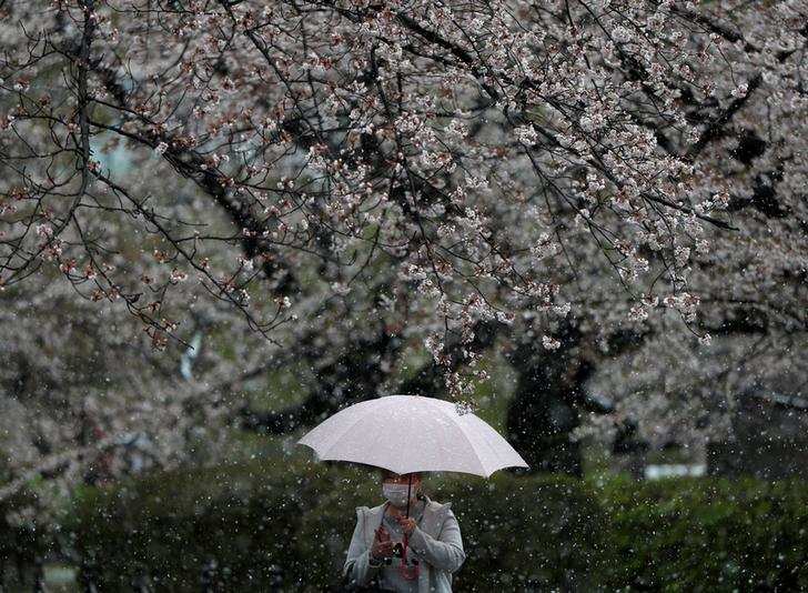 Spring: Stunning pictures of cherry blossoms blooming around the world