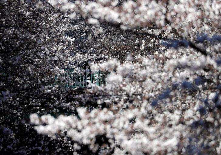 Spring: Stunning pictures of cherry blossoms blooming around the world