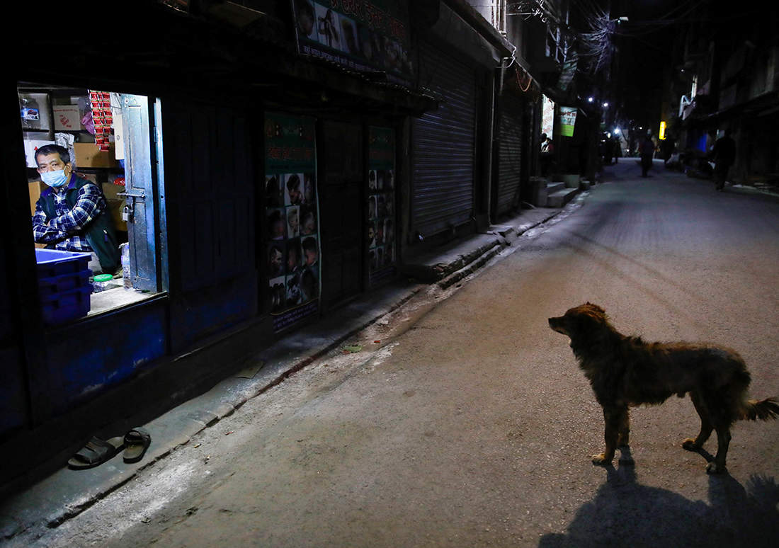 Pictures of your furry friends from around the world during the pandemic