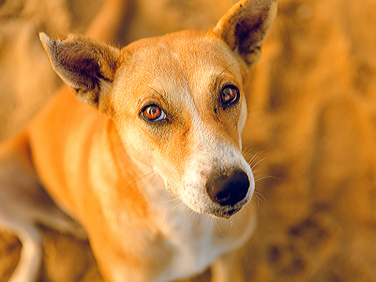 indian street dog breeds