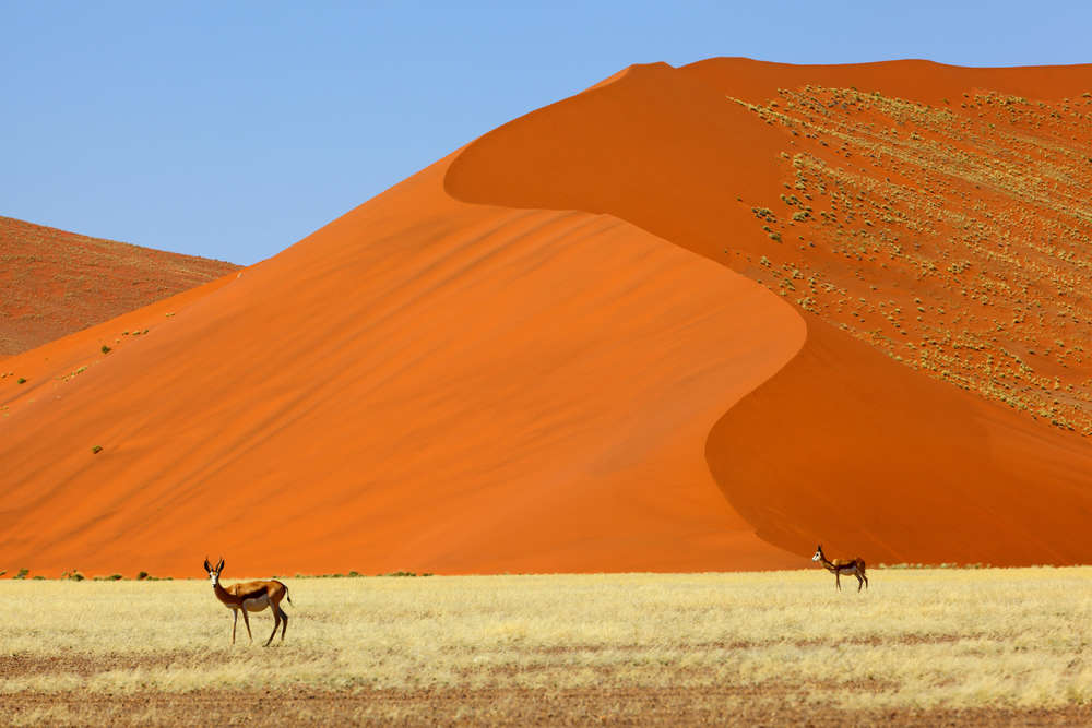 A desert that meets the sea: Of aliens and other key facts about Africa’s Namib Desert