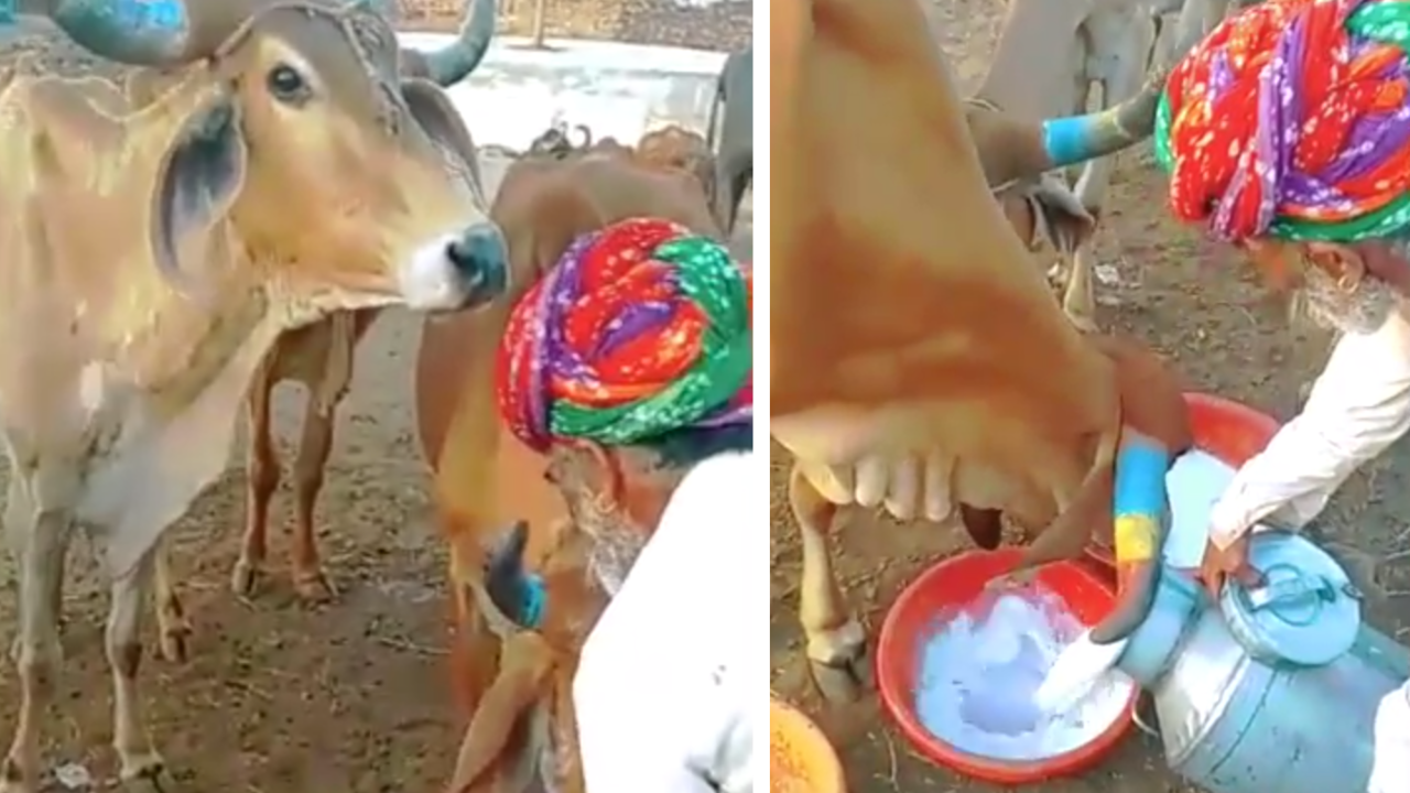 COVID-19 crisis: MP dairies feed milk to cattle, as demand dips during ...