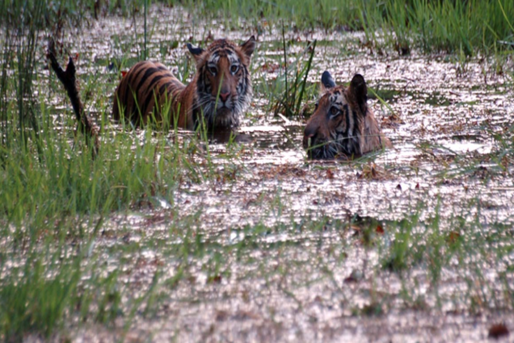 katarniaghat wildlife sanctuary visit time