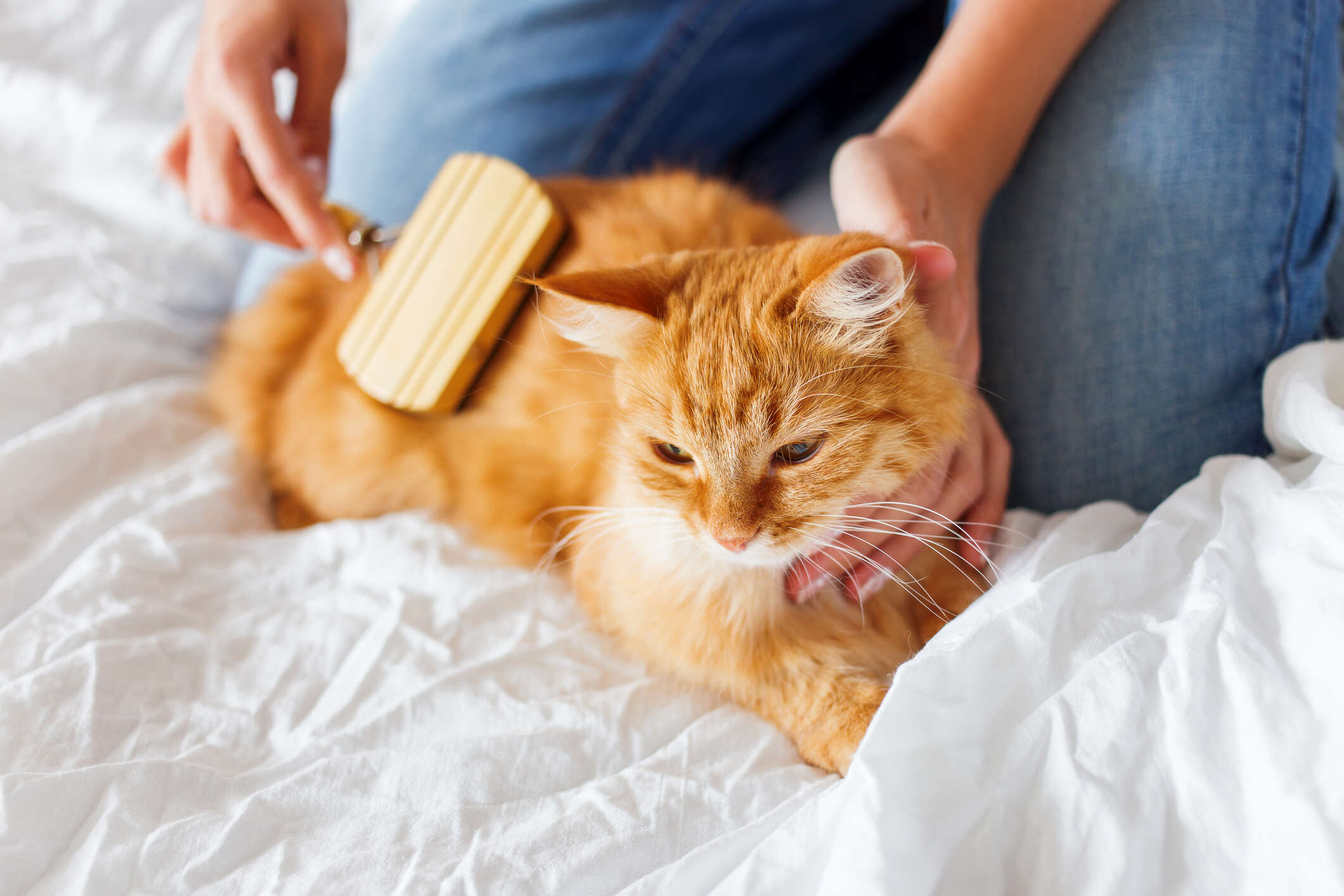 A luxury cat hotel in the UK will take care of your cat if you get hospitalised during this epidemic A luxury cat hotel in the UK will take care of your cat if you get hospitalised during this epidemic
