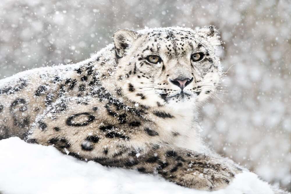 Four rare snow leopards spotted in Nanda Devi National Park in Uttarakhand Four rare snow leopards spotted in Nanda Devi National Park in Uttarakhand