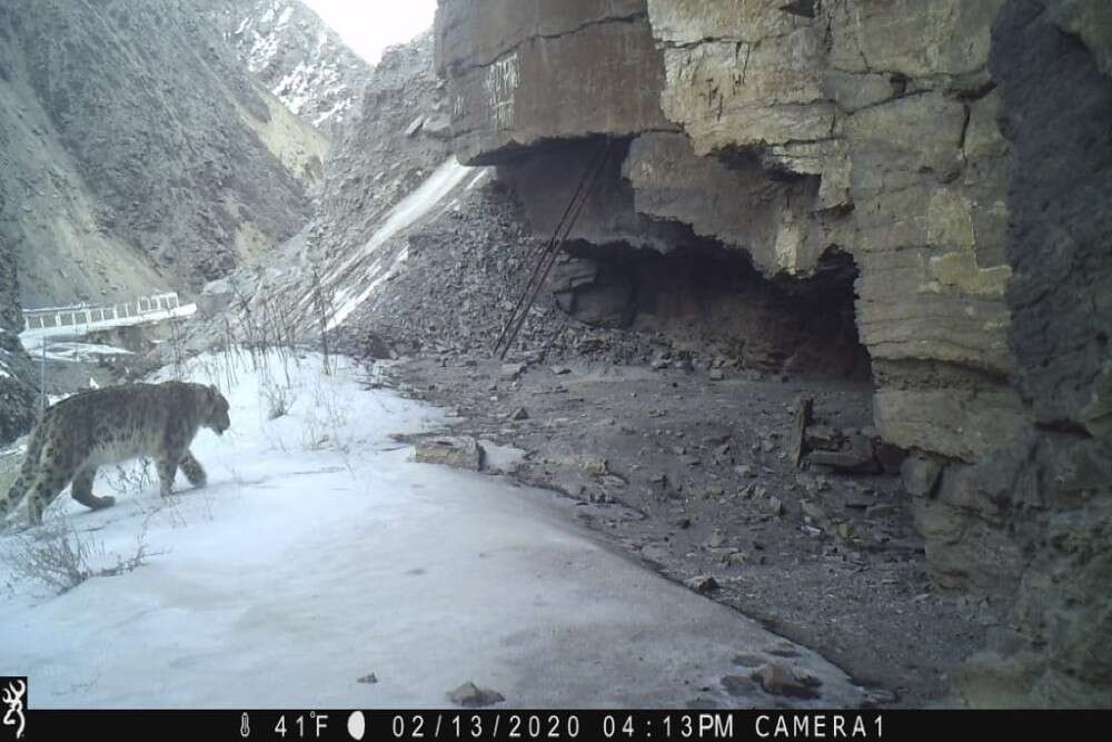 Four rare snow leopards spotted in Nanda Devi National Park in Uttarakhand Four rare snow leopards spotted in Nanda Devi National Park in Uttarakhand
