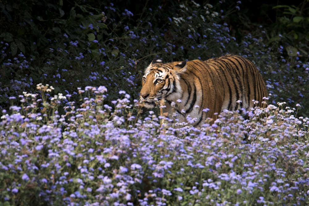 Corbett Tiger Reserve Sets Up Country S First Quarantine Wards For Animals To Prevent Covid 19 Spread Times Of India Travel