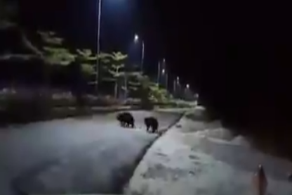 Lockdown impact: Pair of bears spotted on a night out in Tirumala town of Tirupati Lockdown impact: Pair of bears spotted on a night out in Tirumala town of Tirupati