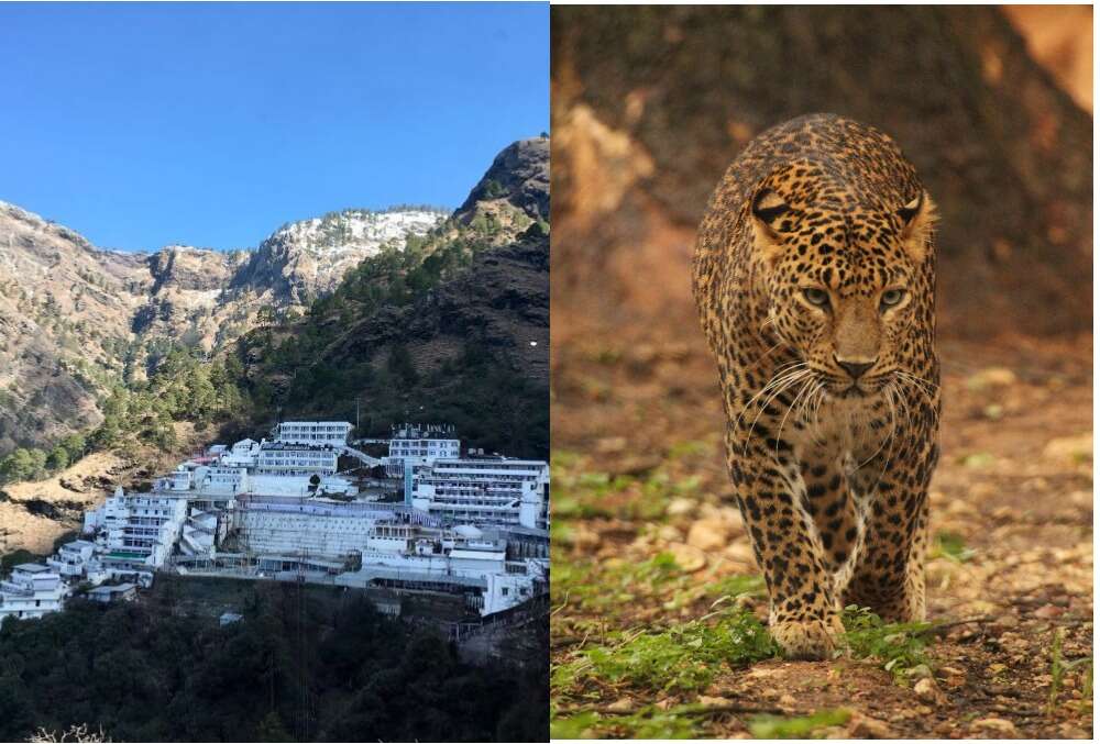 Leopard pays a visit to Vaishno Devi shrine; gets captured Leopard pays a visit to Vaishno Devi shrine; gets captured